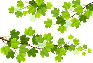 Clean Green Leaves Vector 01