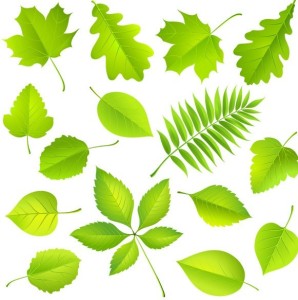 Clean Green Leaves Vector 02