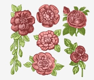 Classical Hand-Drawn Vector Rose 02