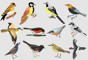 Classical Hand-Drawn Vector Birds