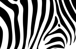 Vector Zebra Design Pattern