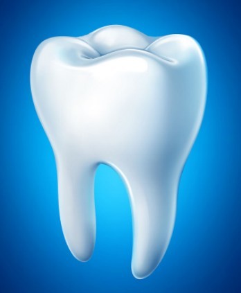 Molar Tooth Vector