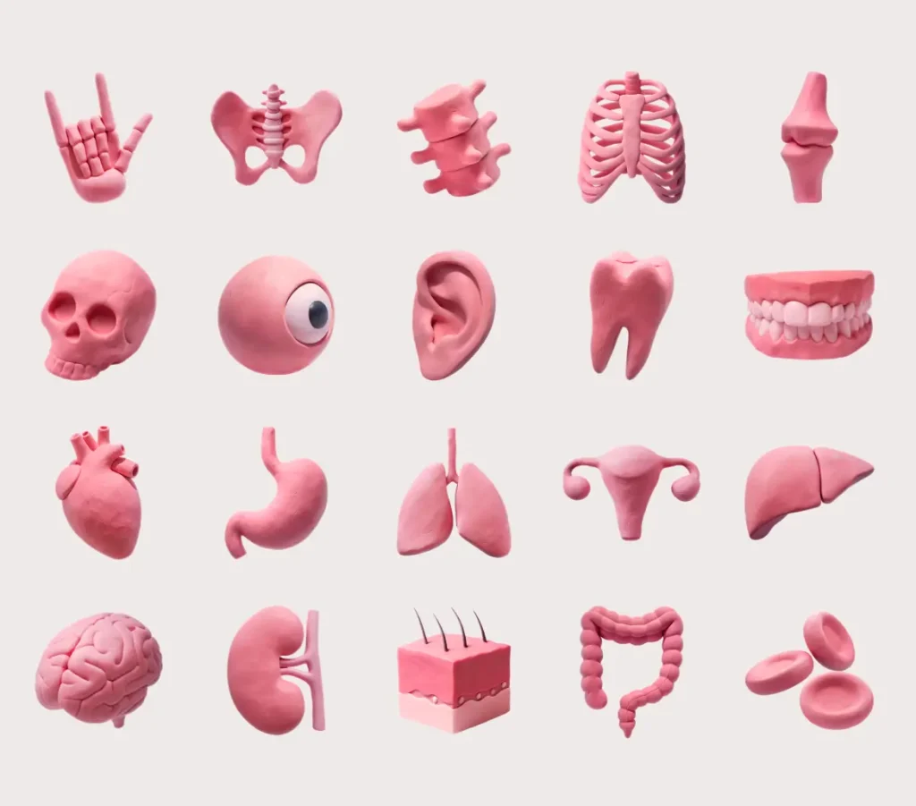20 Free Human Organ Clay Icons