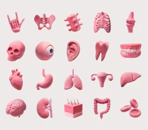 20 Free Human Organ Clay Icons